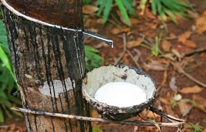 Cameroun : la production de caoutchouc en forte hausse, mais l'industrie trébuche encore sur le piège de la transformation locale